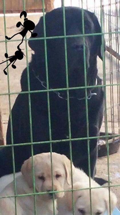 경기 남양주 진건읍 강아지 찾습니다! 2번째 사진