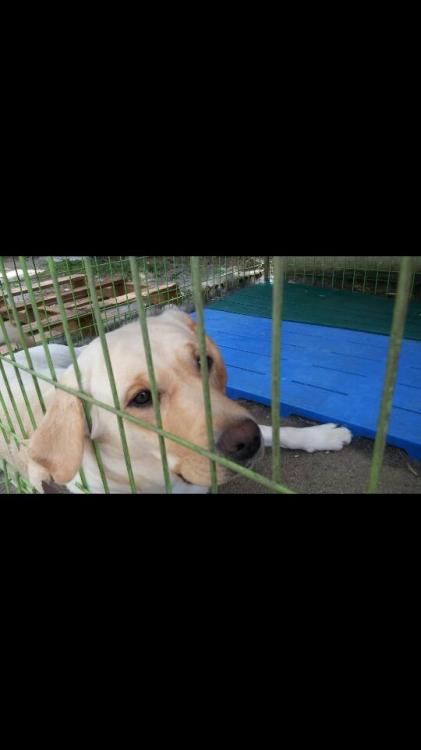 경기 남양주 진건읍 강아지 찾습니다!