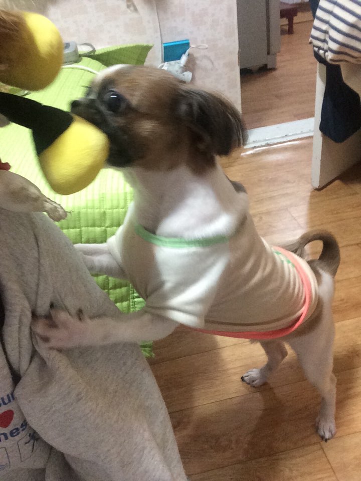 경기도 비산3동 시츄 찾습니다!!!