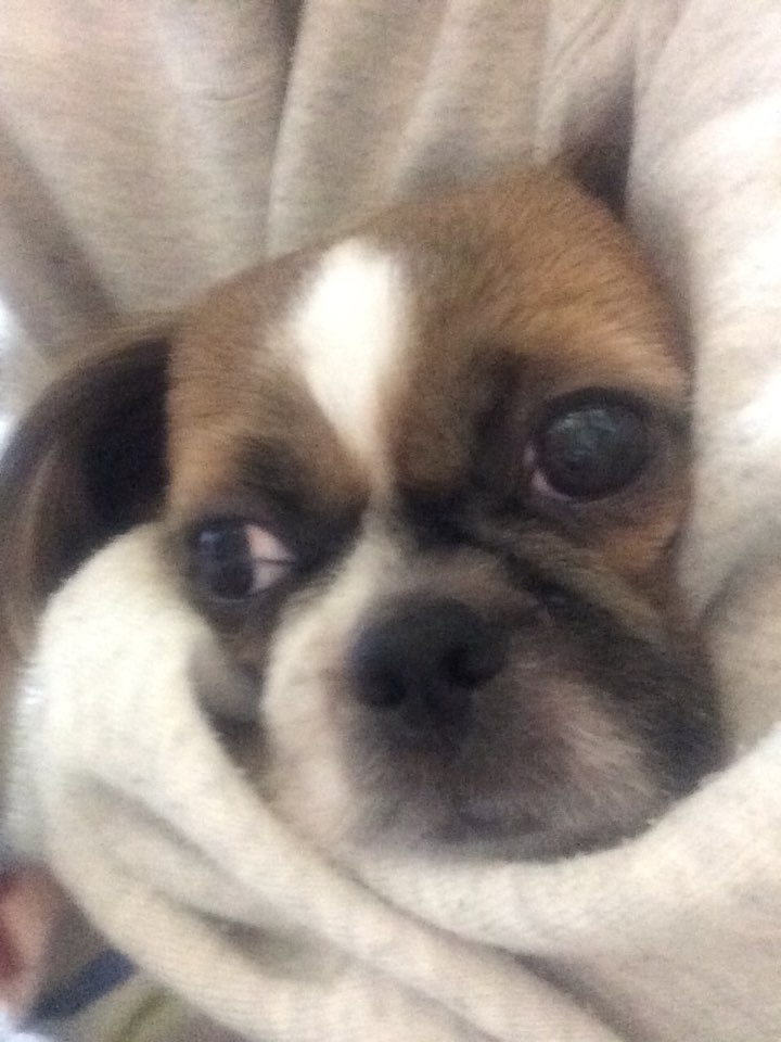 경기도 비산3동 시츄 찾습니다!!! 2번째 사진