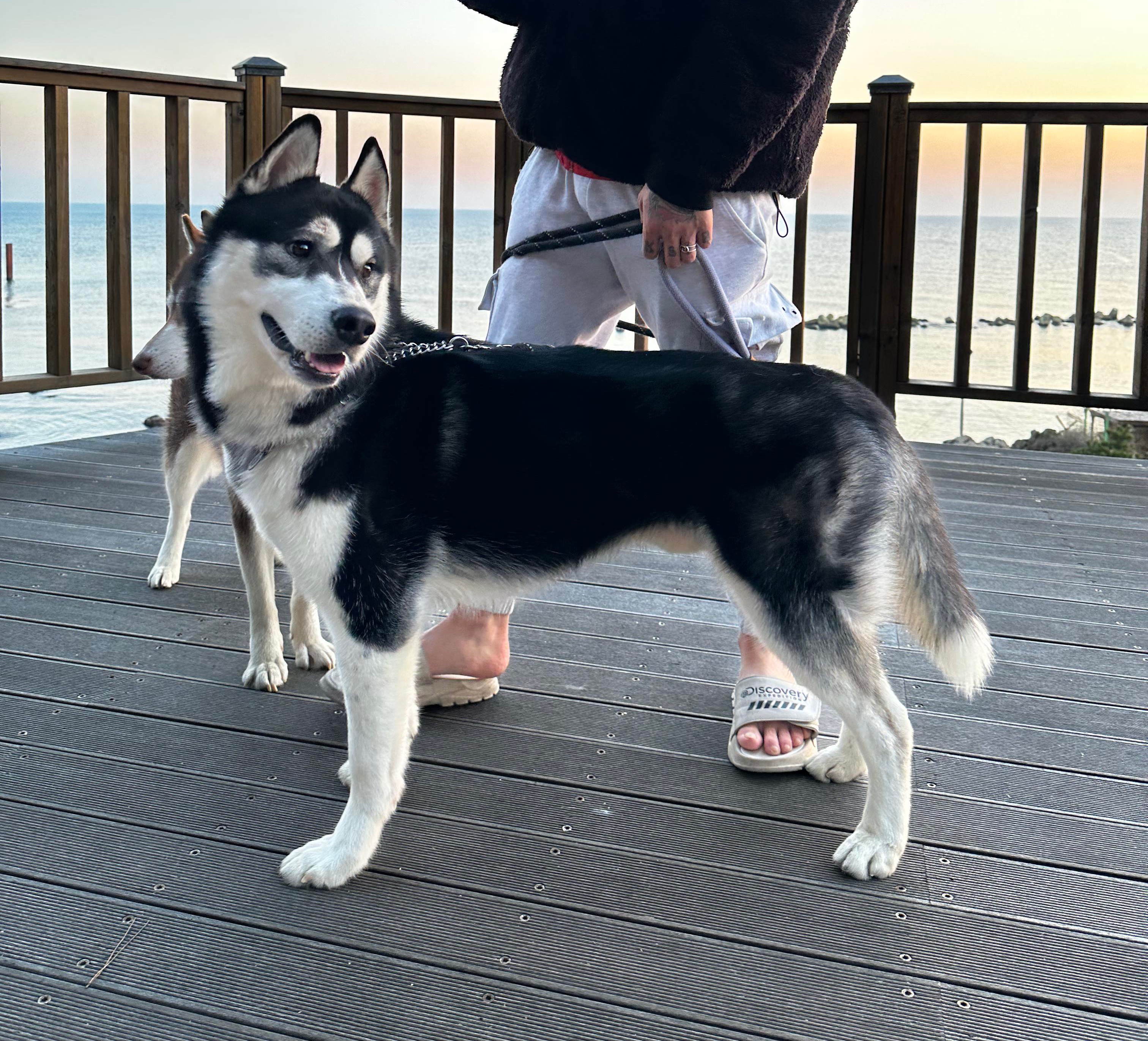 유기견보호센터 강아지보호소 고양이보호소 - 펫찾기 9번째 사진