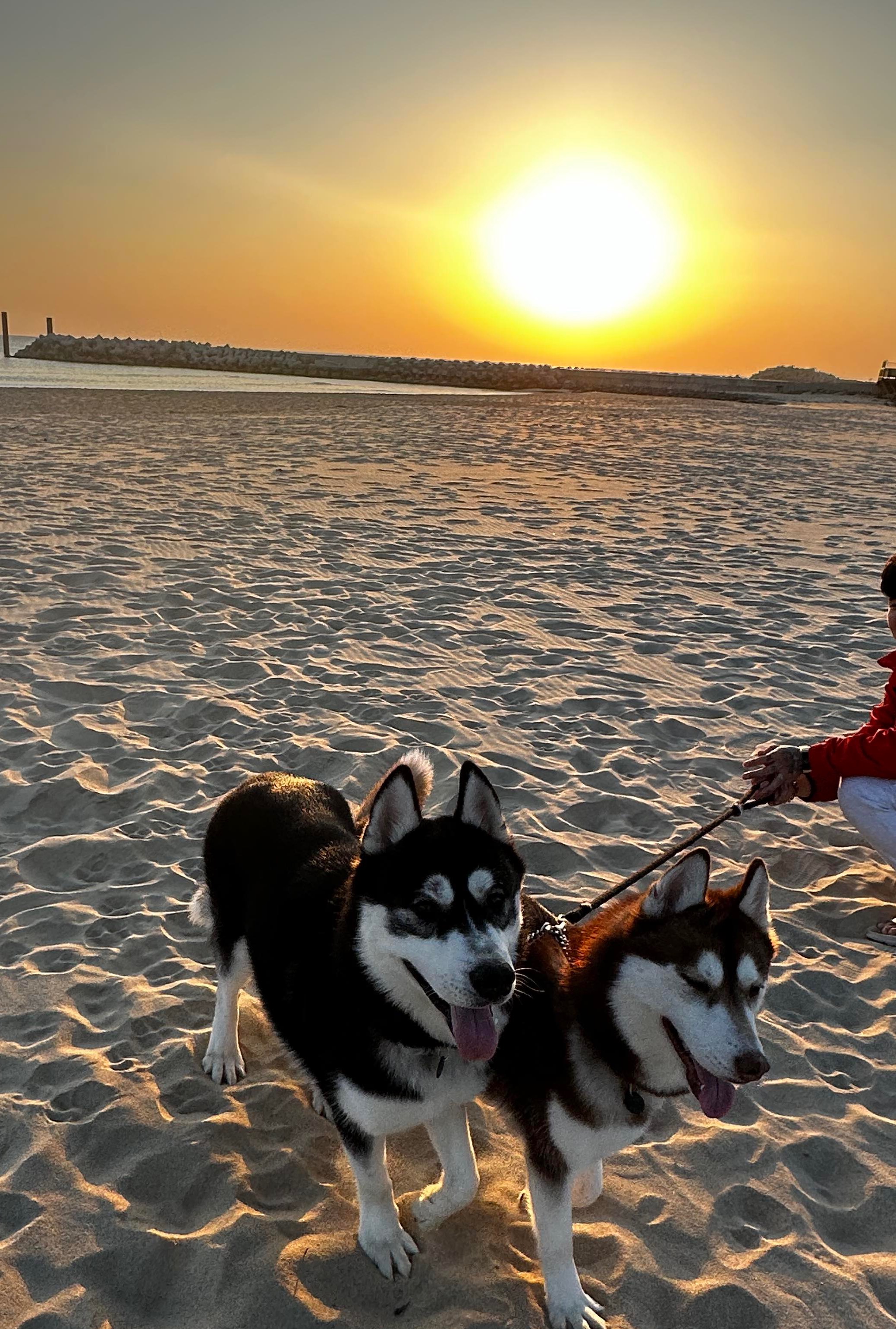 유기견보호센터 강아지보호소 고양이보호소 - 펫찾기 11번째 사진