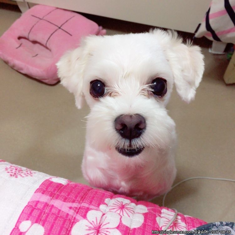 유기견보호센터 강아지보호소 고양이보호소 - 펫찾기 33번째 사진