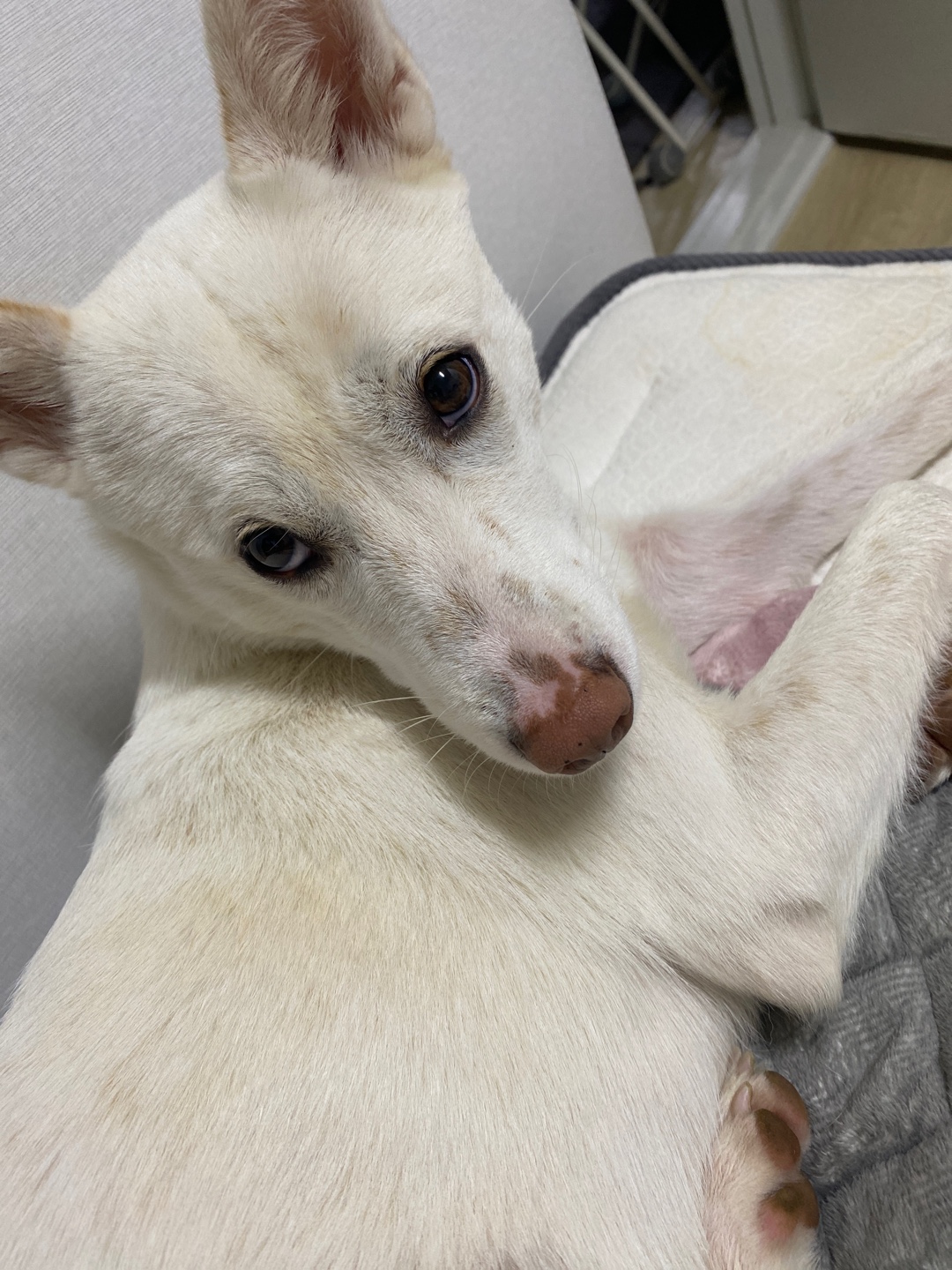 유기견보호센터 강아지보호소 고양이보호소 - 펫찾기 15번째 사진