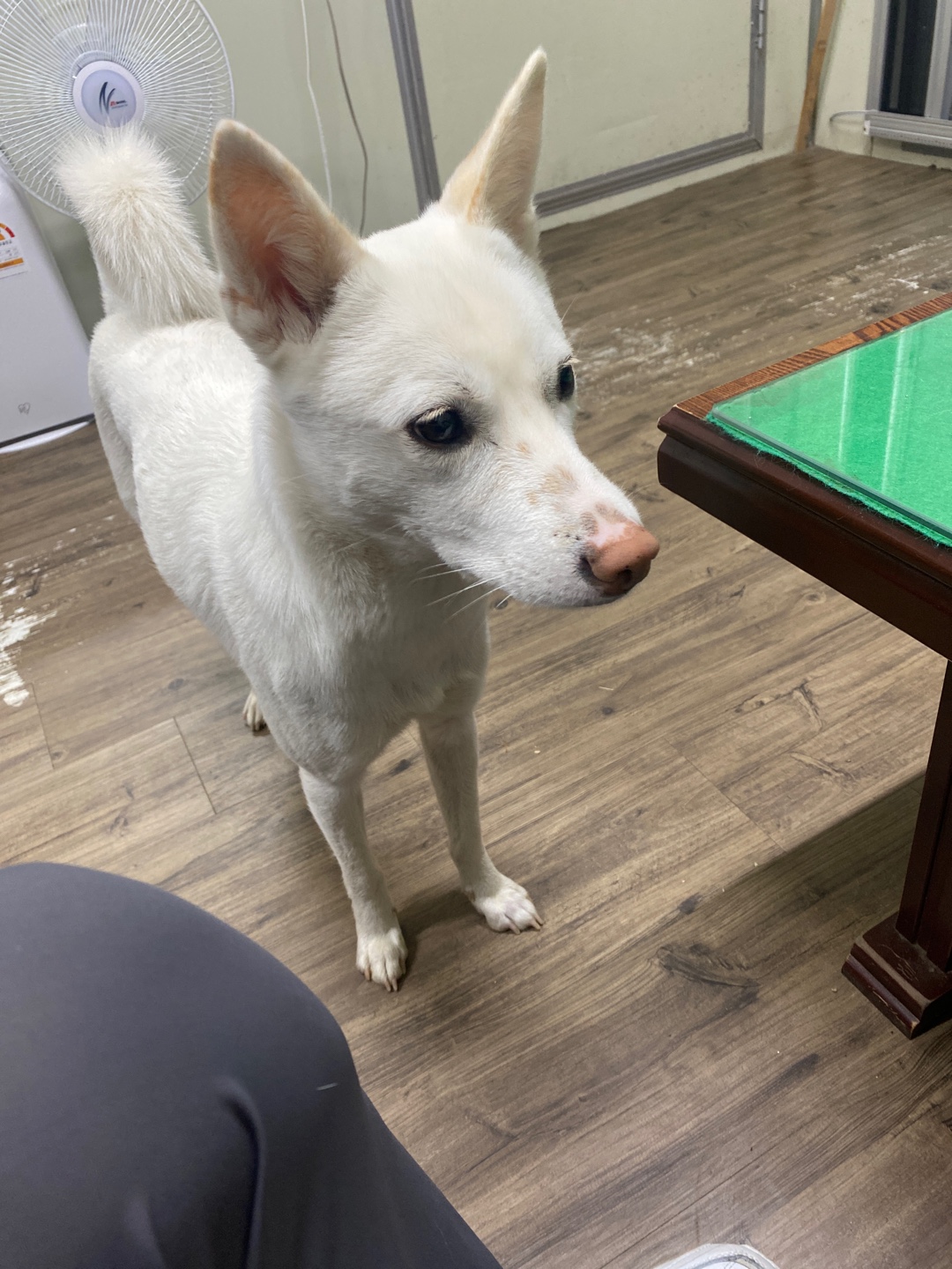 유기견보호센터 강아지보호소 고양이보호소 - 펫찾기 14번째 사진