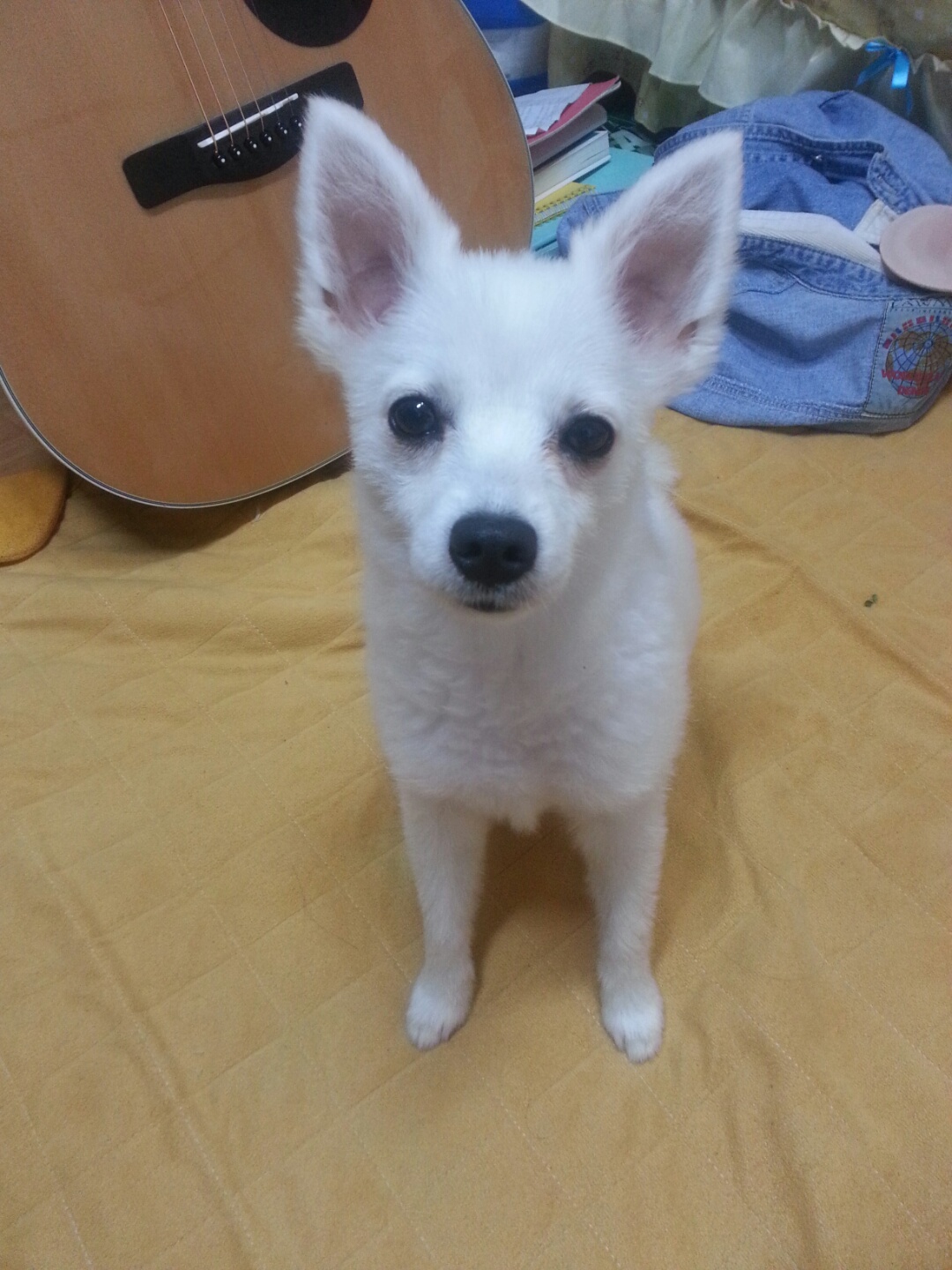 (목포.강아지 찾아요) 스피츠 흰둥이를 찾습니다. - 강아지 찾아요 - 유기견 보호 센터 - 이미지 1