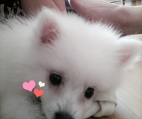 (목포.강아지 찾아요) 스피츠 흰둥이를 찾습니다. - 강아지 찾아요 - 유기견 보호 센터 - 이미지 2