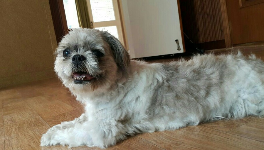 유기견보호센터 강아지보호소 고양이보호소 - 펫찾기 11번째 사진