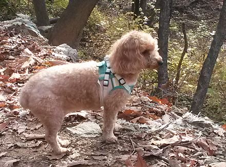 갈색푸들 찾습니다 / 석수 안양 수원 관악 광명 의왕 군포 안산 2번째 사진