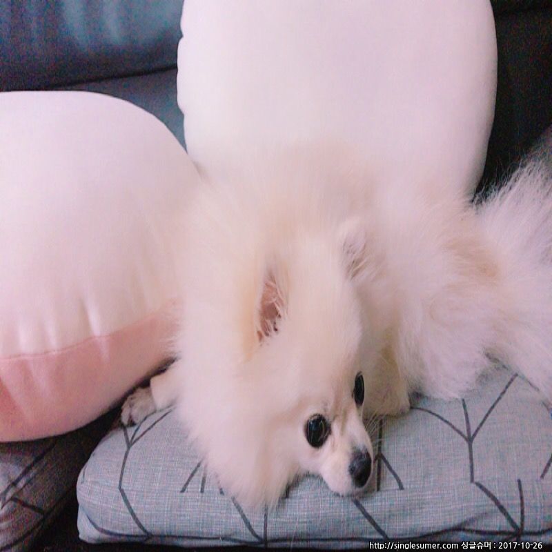 안산  흰색 포메라니안 강아지찾습니다 2번째 사진