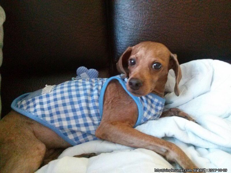 유기견보호센터 강아지보호소 고양이보호소 - 펫찾기 11번째 사진