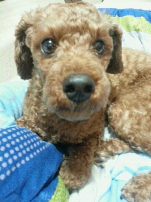 유기견보호센터 강아지보호소 고양이보호소 - 펫찾기 13번째 사진