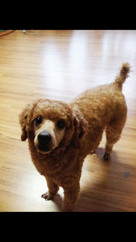 유기견보호센터 강아지보호소 고양이보호소 - 펫찾기 14번째 사진