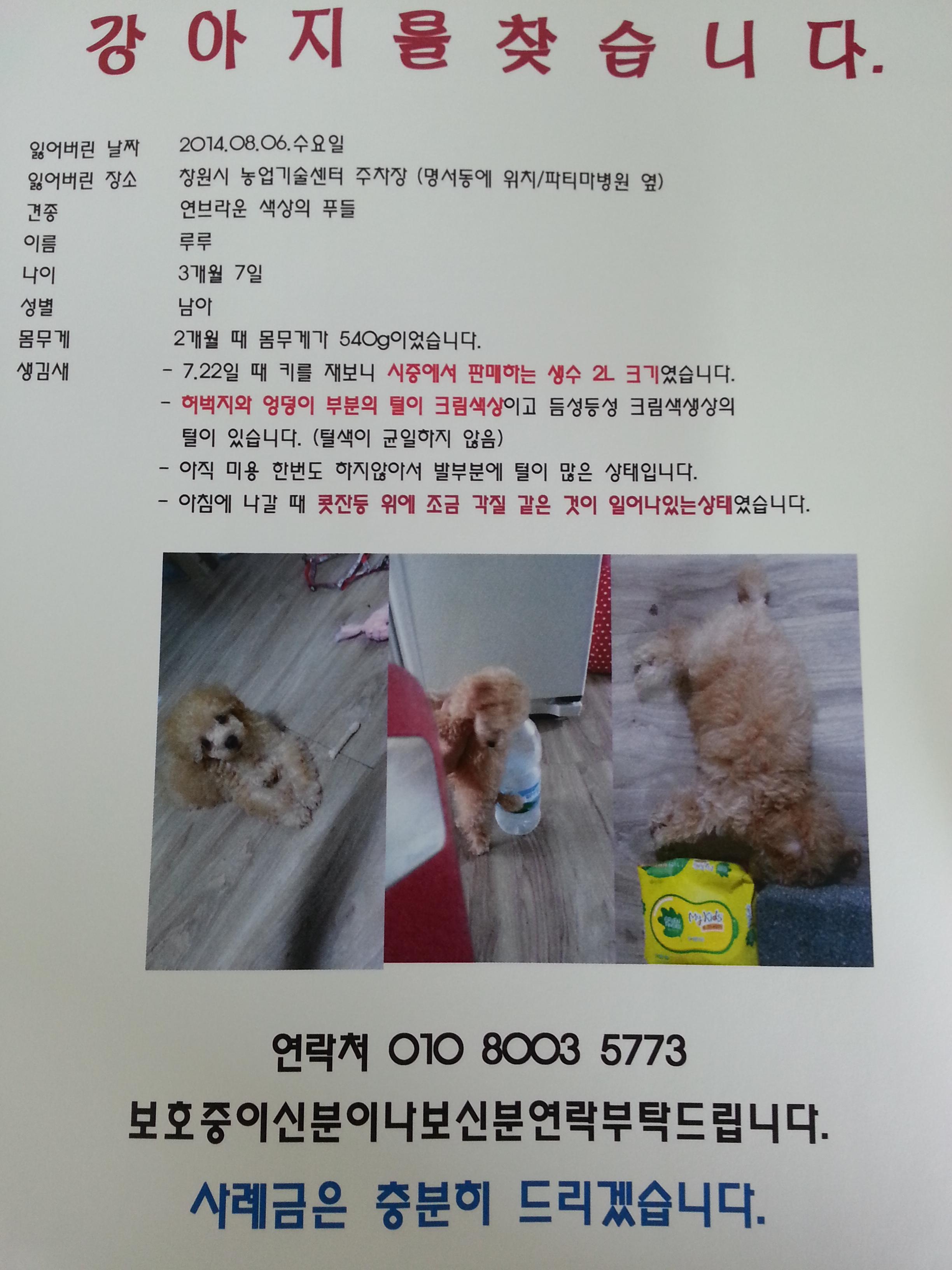 3개월된루루를찾습니다 - 강아지 찾아요 - 유기견 보호 센터 - 이미지 1