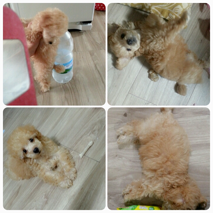 3개월된루루를찾습니다 - 강아지 찾아요 - 유기견 보호 센터 - 이미지 2