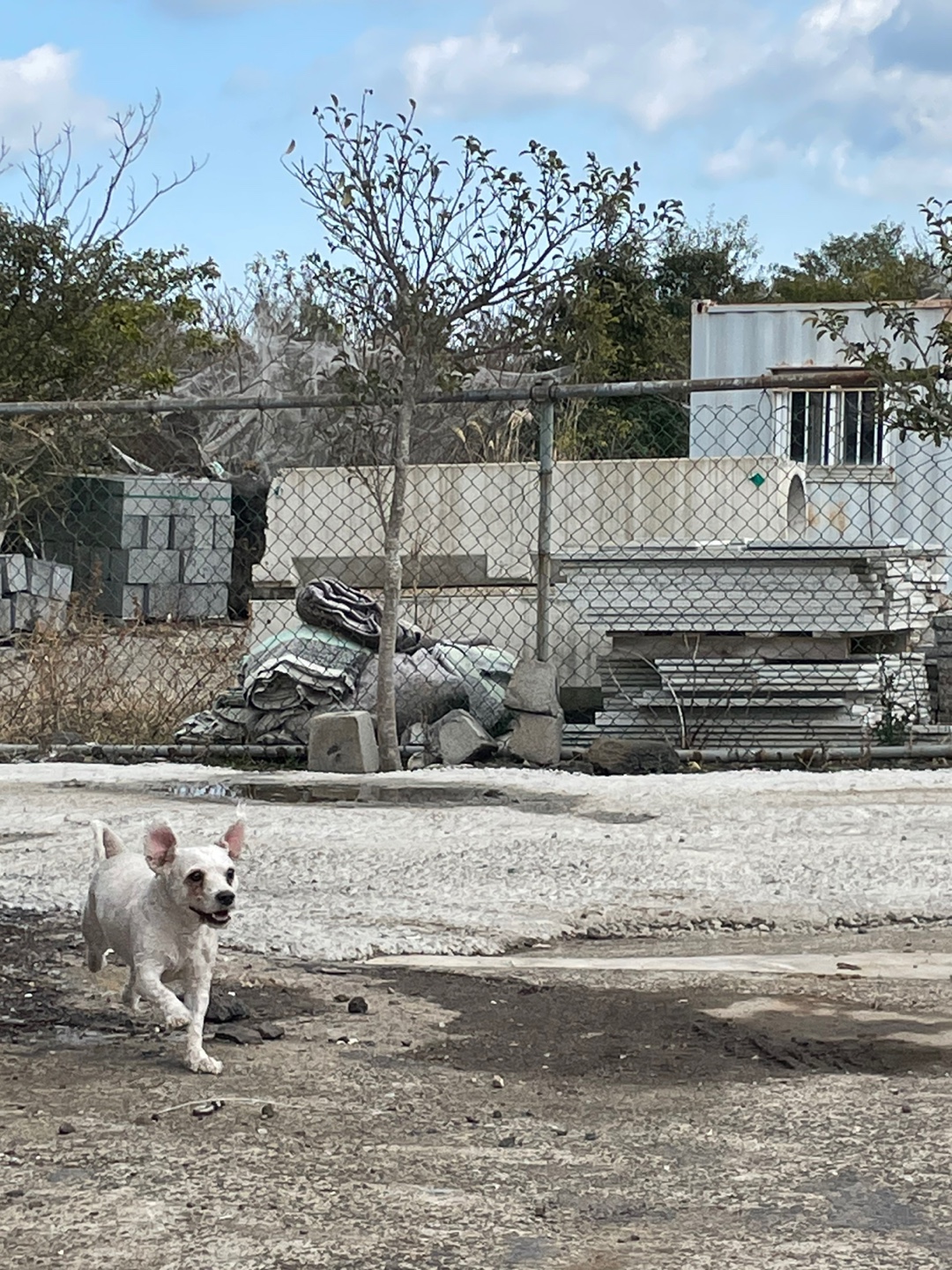 유기견보호센터 강아지보호소 고양이보호소 - 펫찾기 37번째 사진