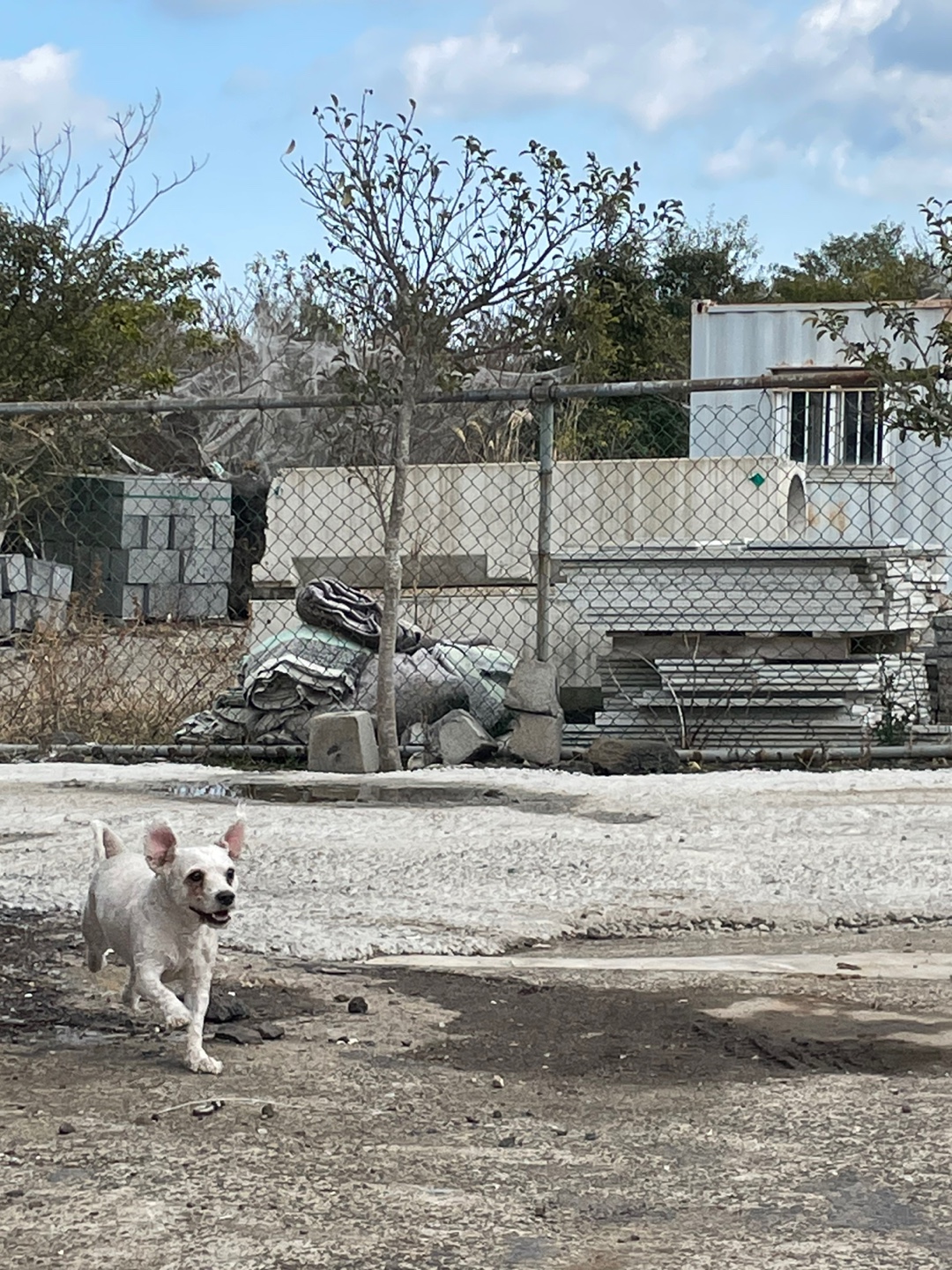 유기견보호센터 강아지보호소 고양이보호소 - 펫찾기 36번째 사진