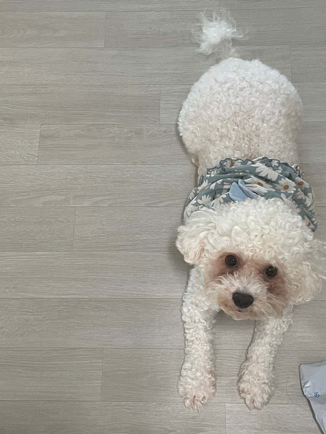 유기견보호센터 강아지보호소 고양이보호소 - 펫찾기 34번째 사진