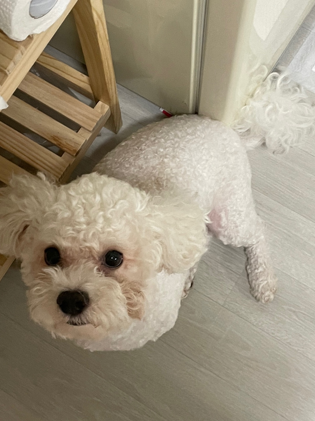 유기견보호센터 강아지보호소 고양이보호소 - 펫찾기 32번째 사진