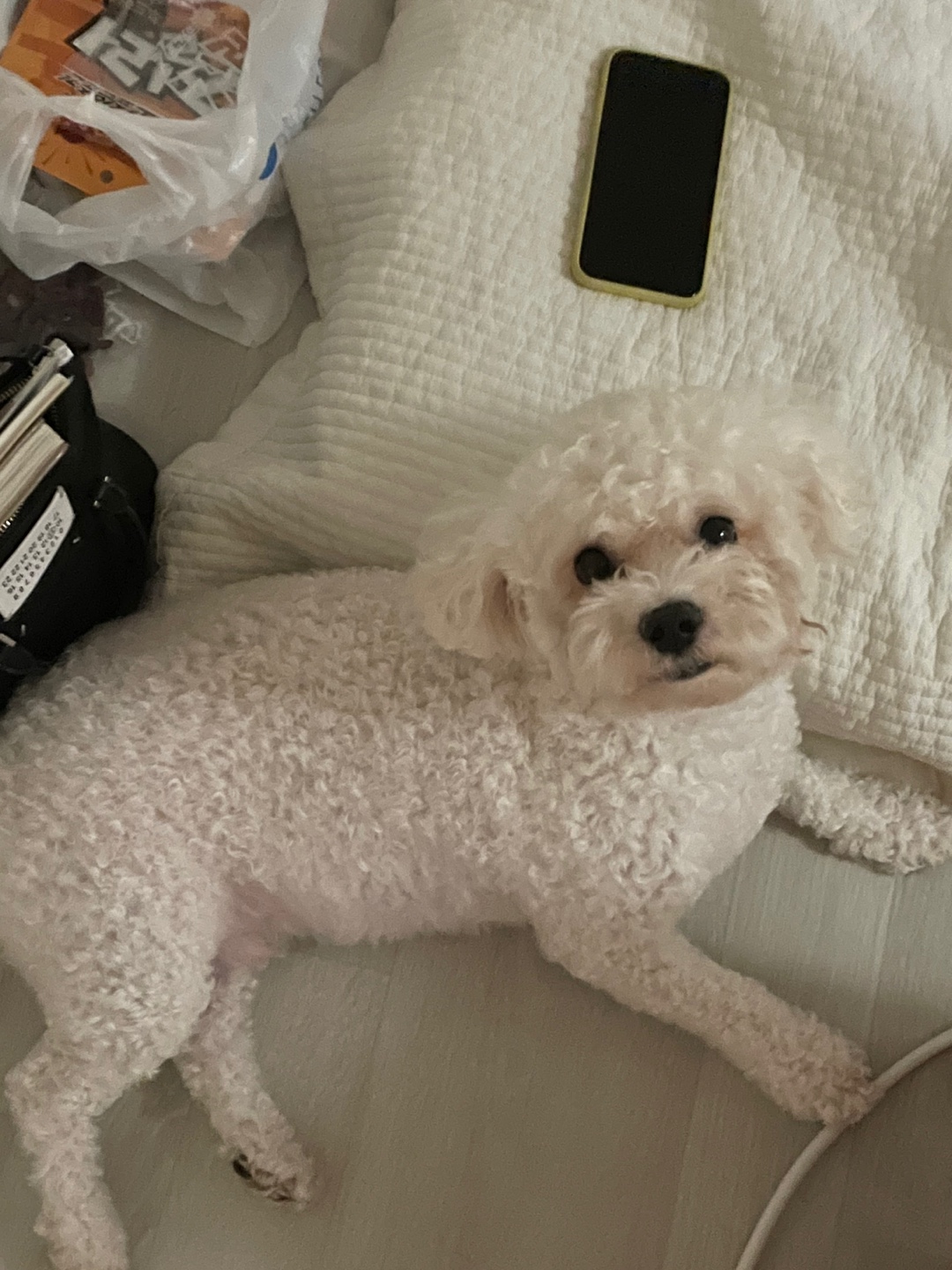 유기견보호센터 강아지보호소 고양이보호소 - 펫찾기 31번째 사진