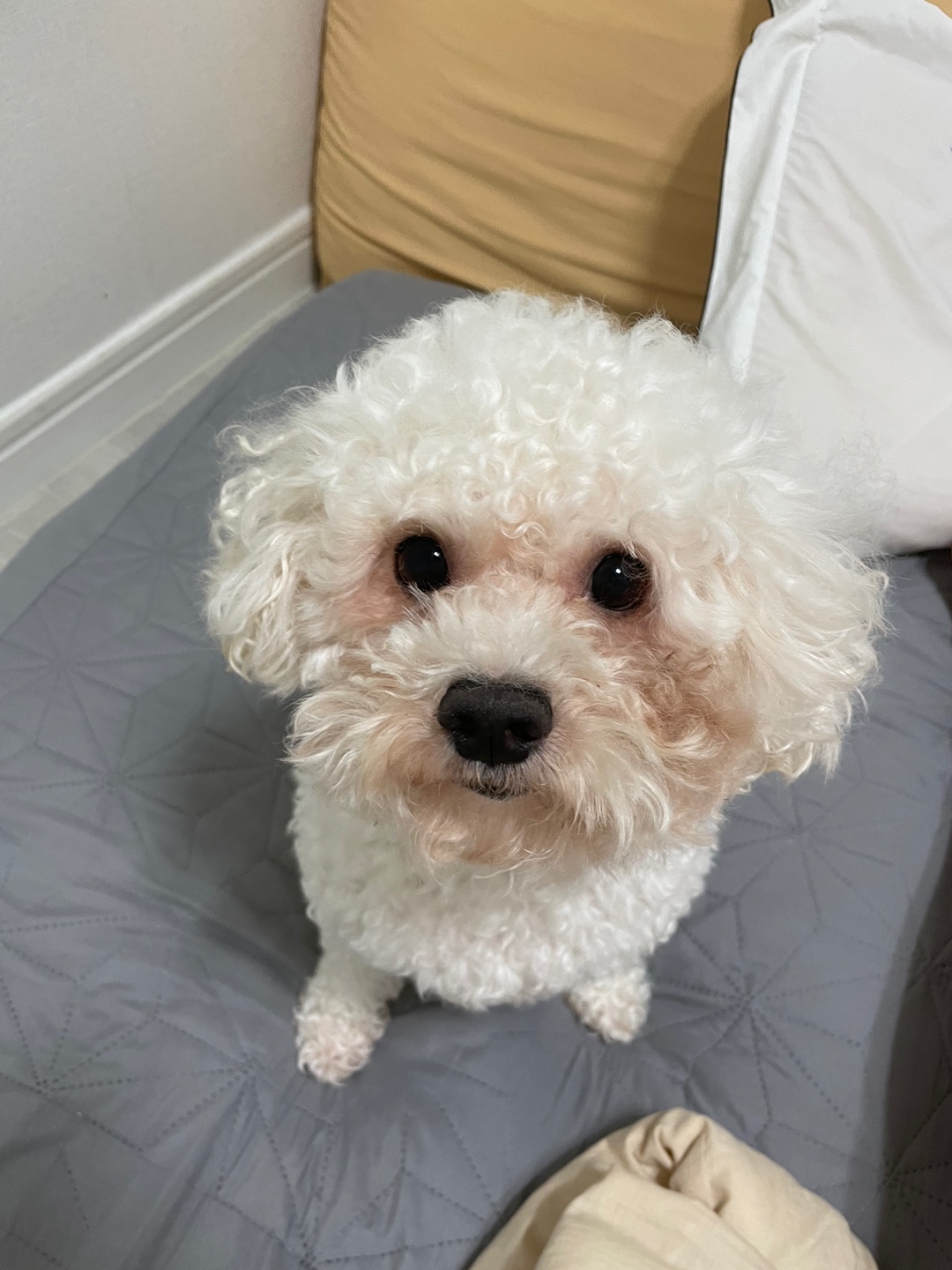 유기견보호센터 강아지보호소 고양이보호소 - 펫찾기 33번째 사진