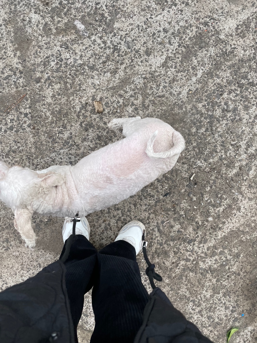 유기견보호센터 강아지보호소 고양이보호소 - 펫찾기 38번째 사진