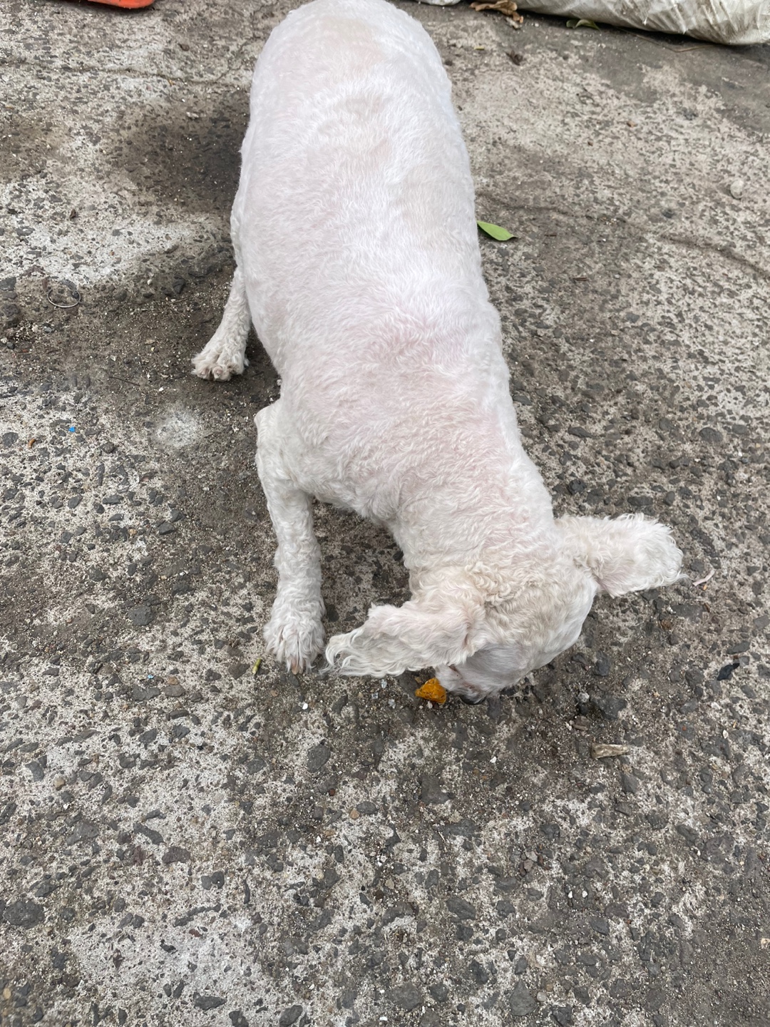 유기견보호센터 강아지보호소 고양이보호소 - 펫찾기 35번째 사진