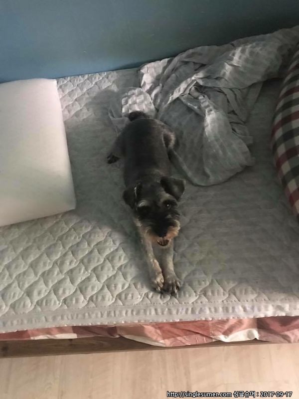 경기도 의정부시 가능동 쪽에서 잃어버렸어요ㅠㅠ 3번째 사진