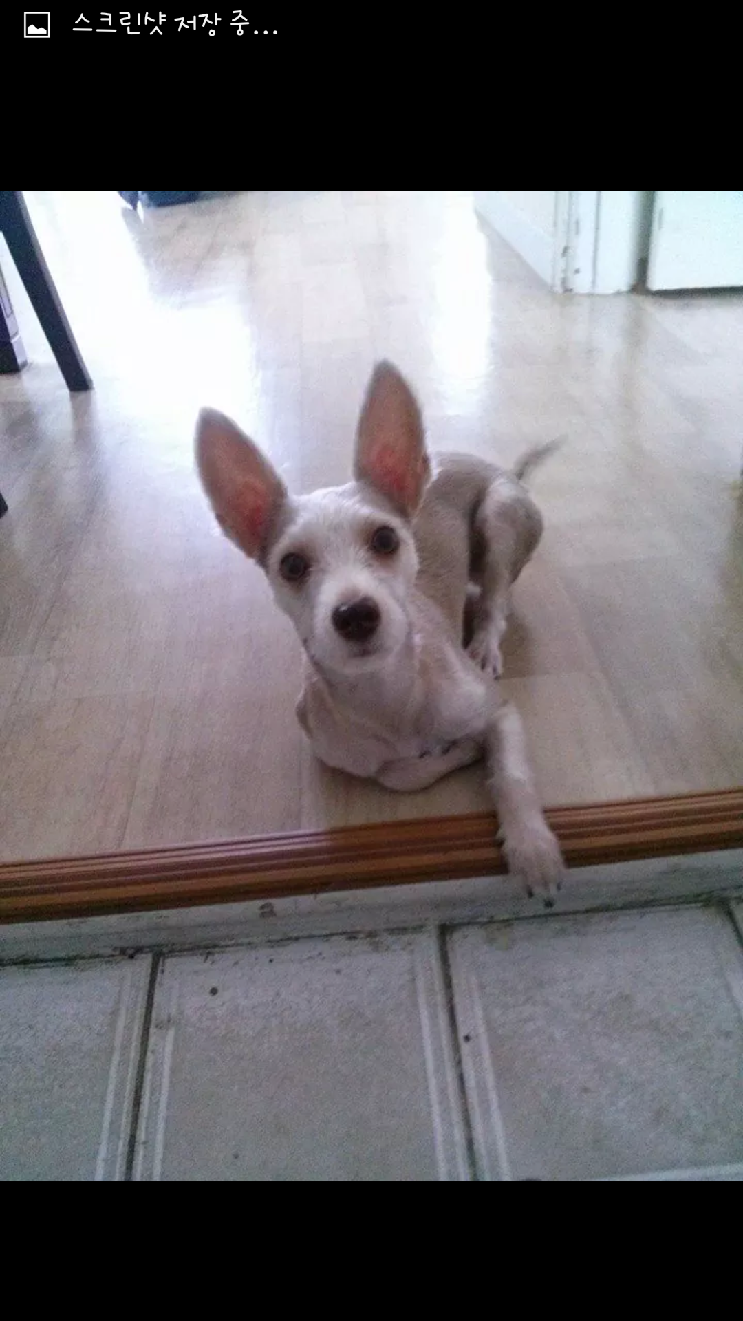 강아지를 찾습니다 - 강아지 찾아요 - 유기견 보호 센터 - 이미지 3