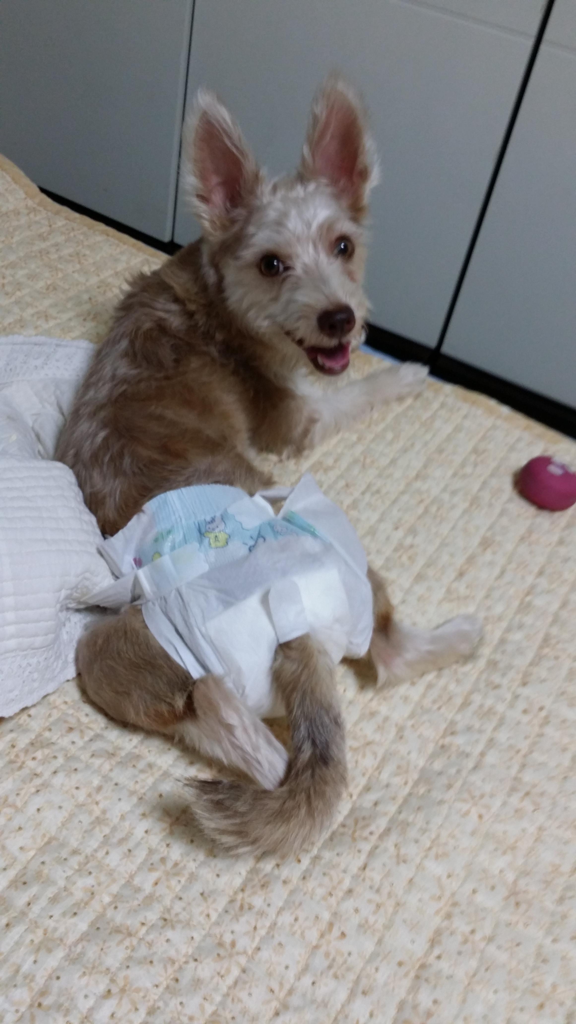 강아지를 찾습니다 - 강아지 찾아요 - 유기견 보호 센터 - 이미지 1