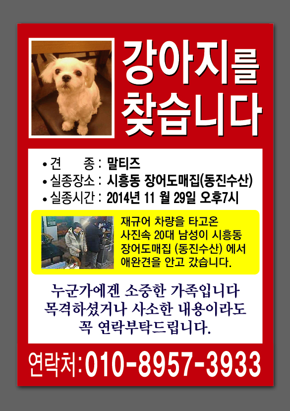 말티즈 4살 토토를 찾습니다