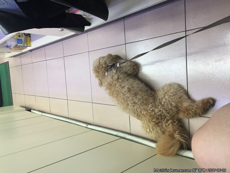 유기견보호센터 강아지보호소 고양이보호소 - 펫찾기 33번째 사진