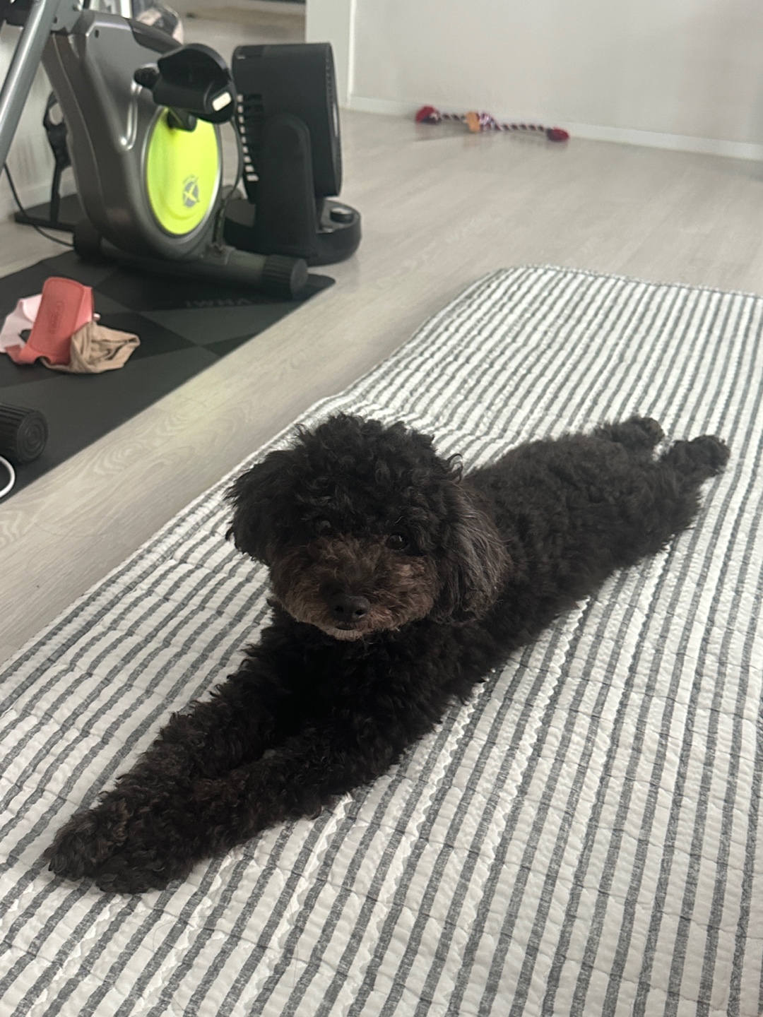 유기견보호센터 강아지보호소 고양이보호소 - 펫찾기 16번째 사진