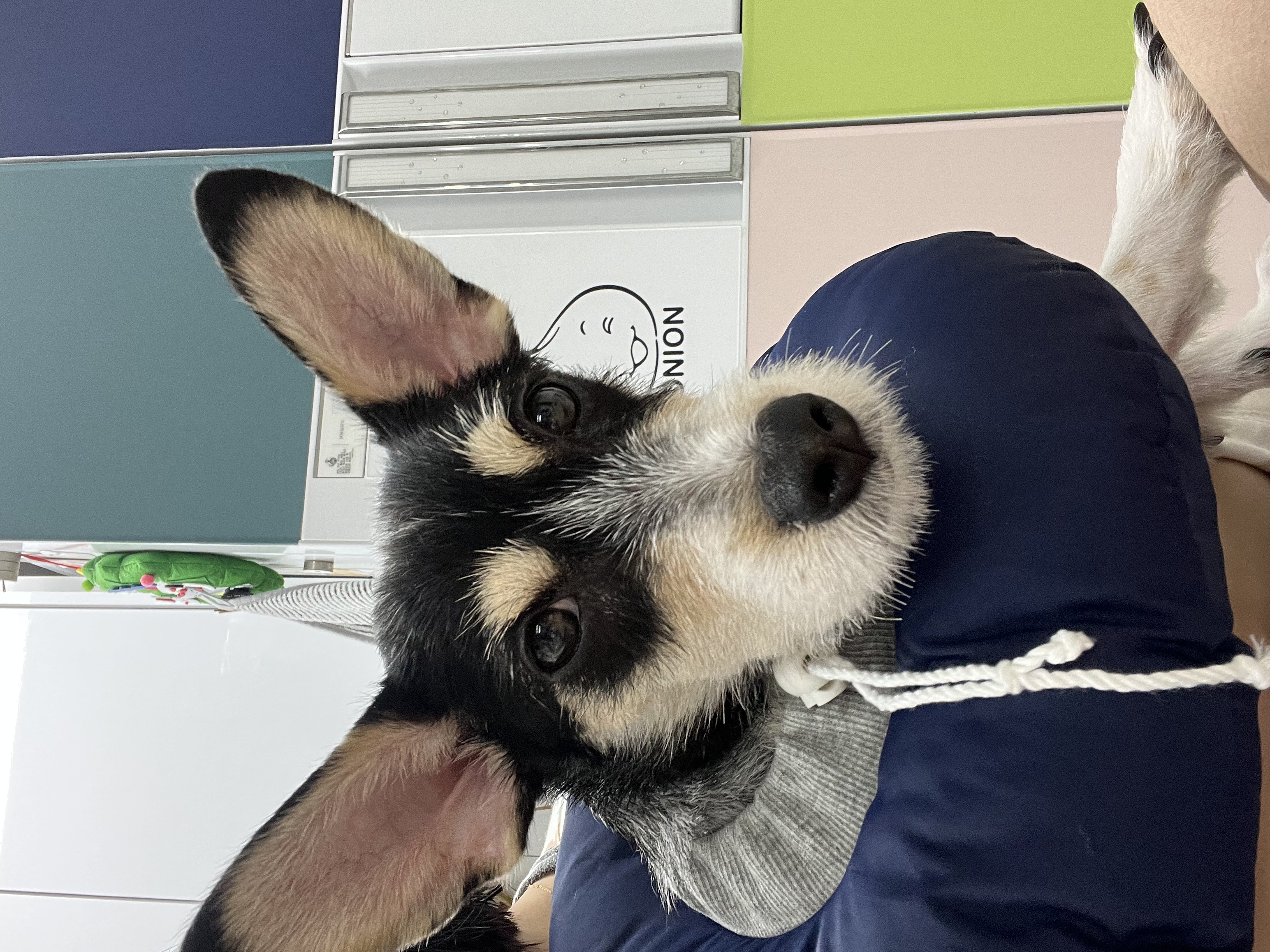 강아지를 급하게 찾습니다 - 강아지 찾아요 - 유기견 보호 센터 - 이미지 2