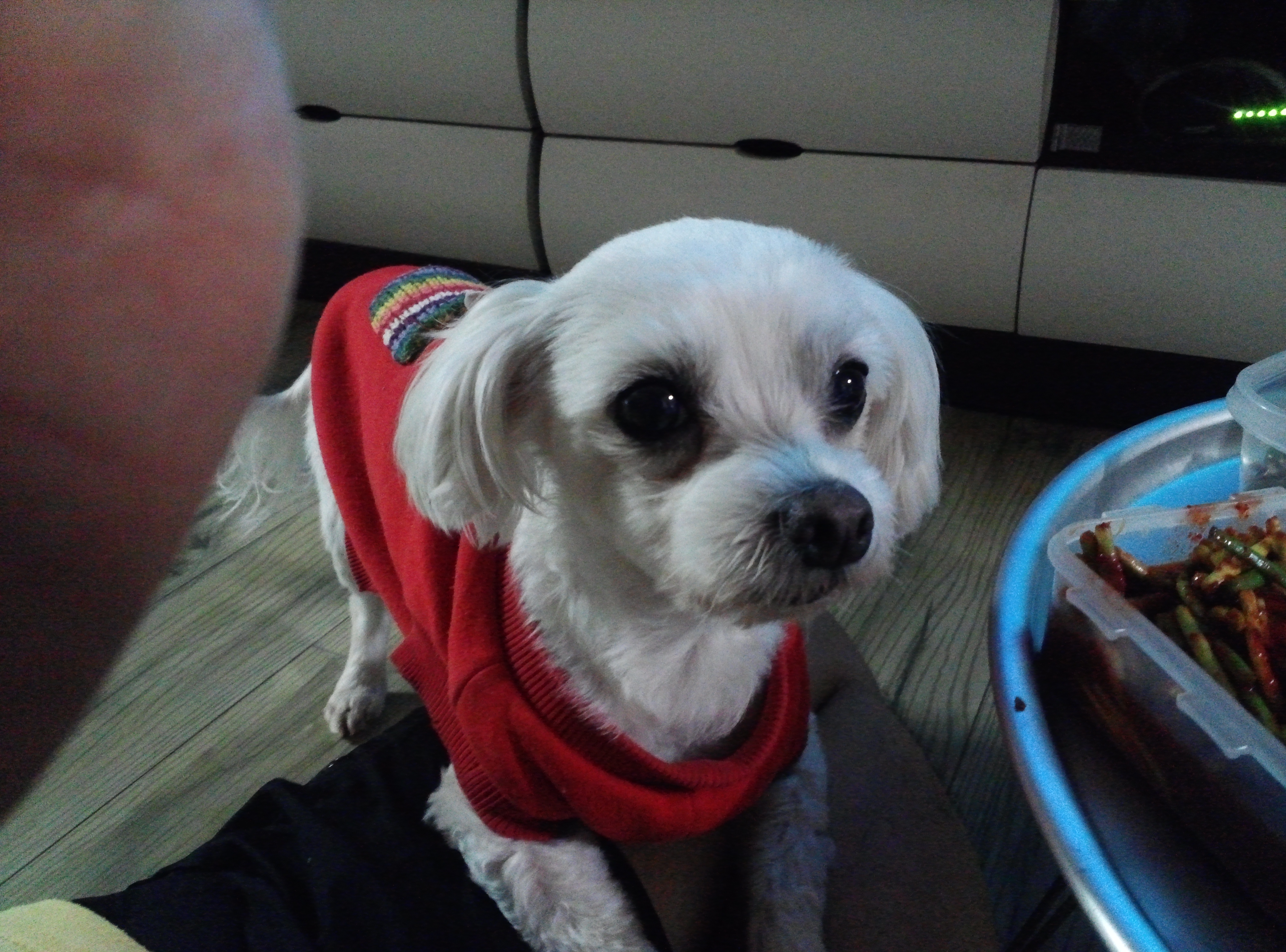 대구 대명동 말티즈 찾습니다 ㅠㅠ - 강아지 찾아요 - 유기견 보호 센터 - 이미지 1