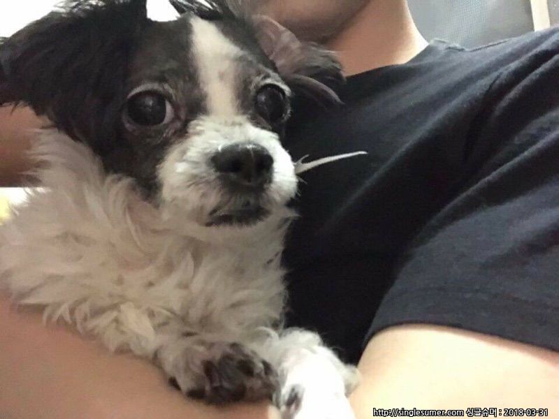 유기견보호센터 강아지보호소 고양이보호소 - 펫찾기 12번째 사진