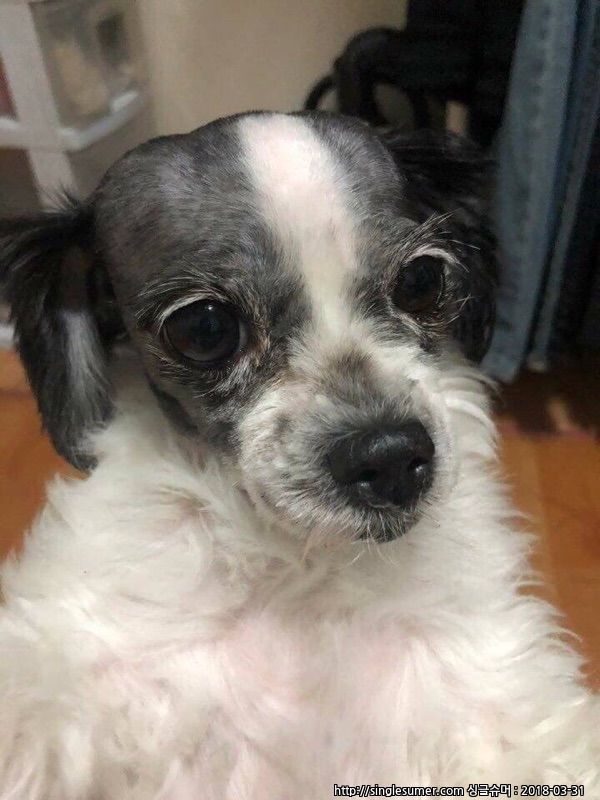 유기견보호센터 강아지보호소 고양이보호소 - 펫찾기 13번째 사진