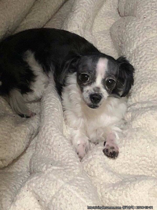 유기견보호센터 강아지보호소 고양이보호소 - 펫찾기 11번째 사진