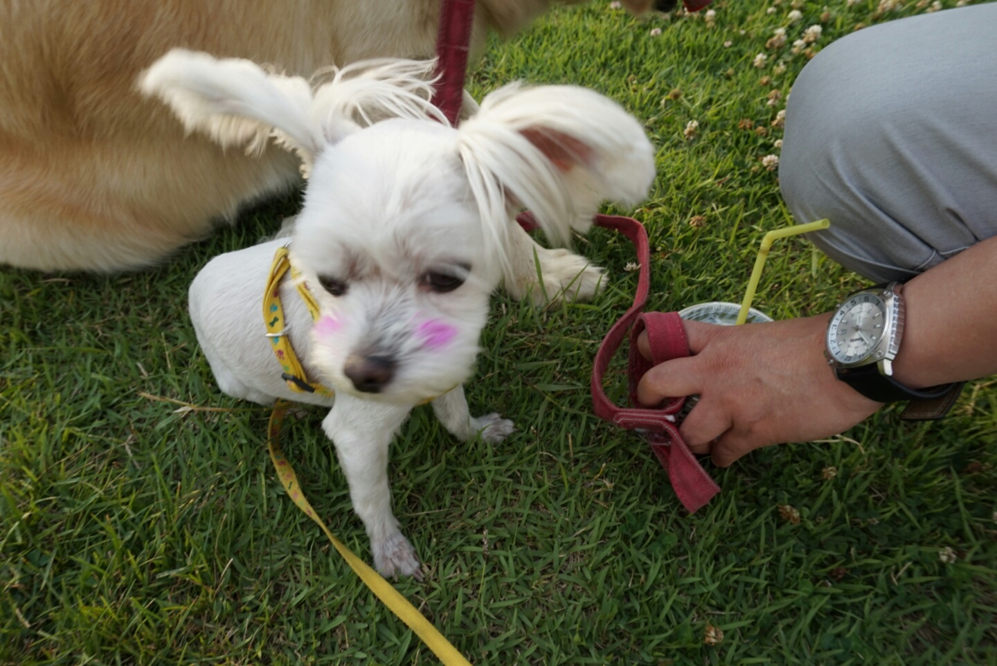 온수역동신아프트인근 볼터치된 말티찾아요 - 강아지 찾아요 - 유기견 보호 센터 - 이미지 3