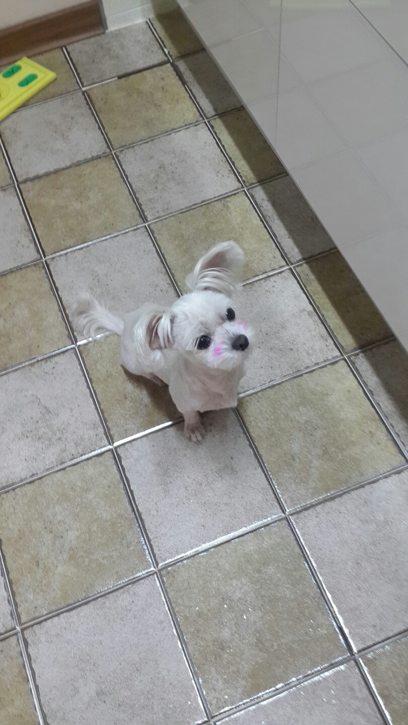 온수역동신아프트인근 볼터치된 말티찾아요 - 강아지 찾아요 - 유기견 보호 센터 - 이미지 2