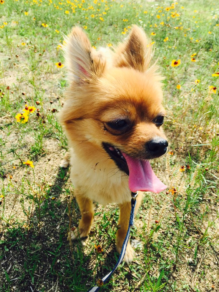 유기견보호센터 강아지보호소 고양이보호소 - 펫찾기 6번째 사진