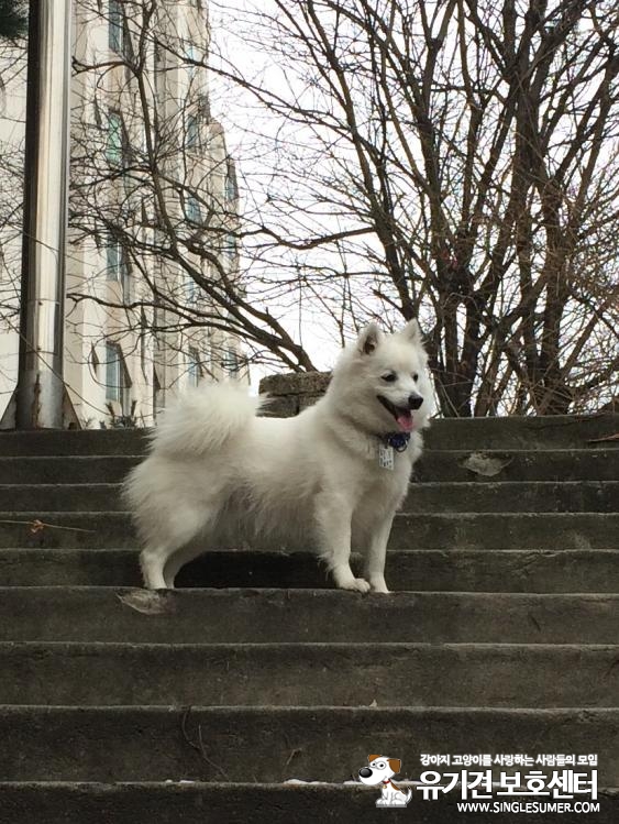 꽃님이를 찾아요 / 스피치/여아/흰색/1년/포천시 신북면 계류2리