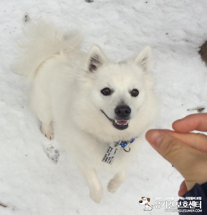 꽃님이를 찾아요 / 스피치/여아/흰색/1년/포천시 신북면 계류2리 4번째 사진