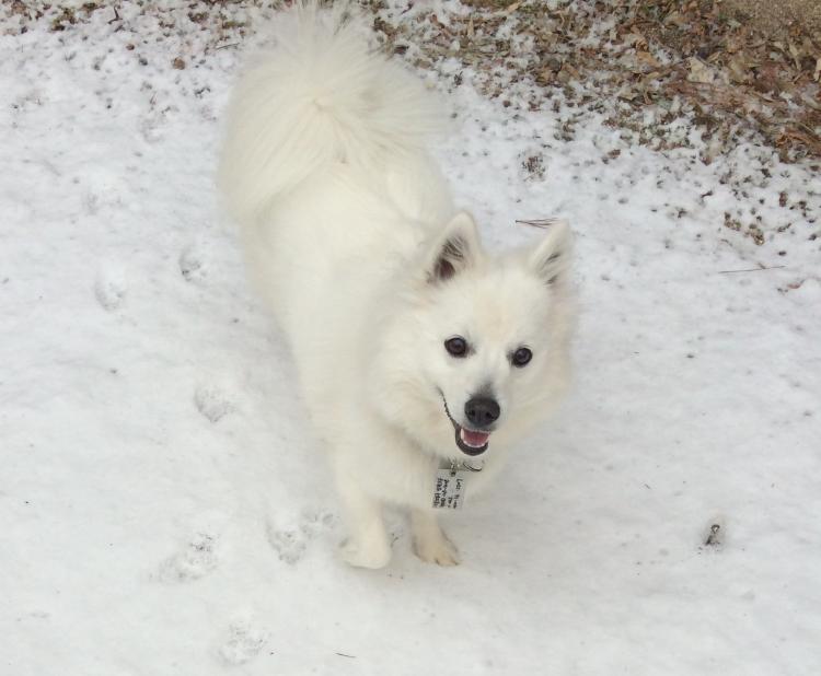 꽃님이를 찾아요 / 스피치/여아/흰색/1년/포천시 신북면 계류2리 2번째 사진