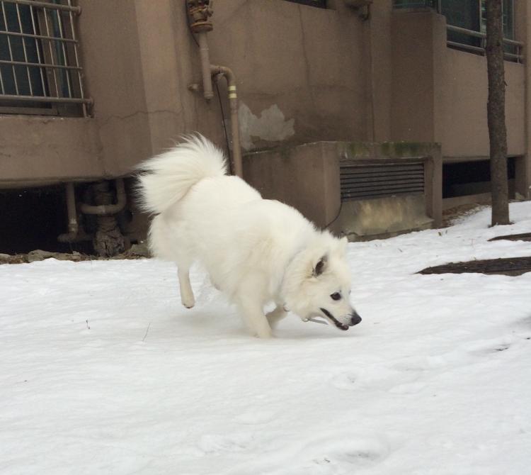 꽃님이를 찾아요 / 스피치/여아/흰색/1년/포천시 신북면 계류2리 5번째 사진
