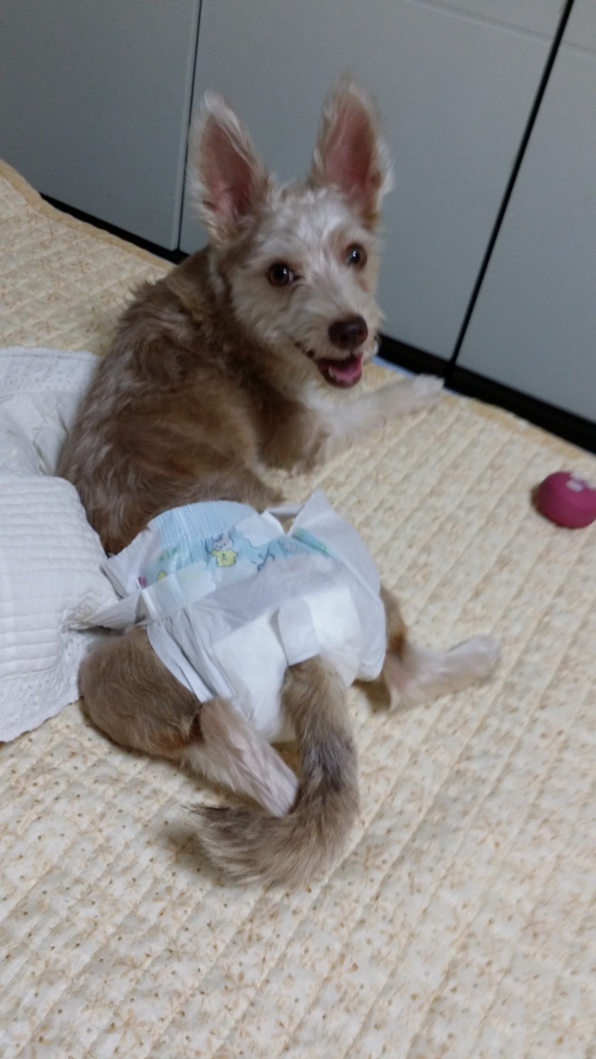 중랑구 면목동 강아지를찾습니다.. - 강아지 찾아요 - 유기견 보호 센터 - 이미지 1