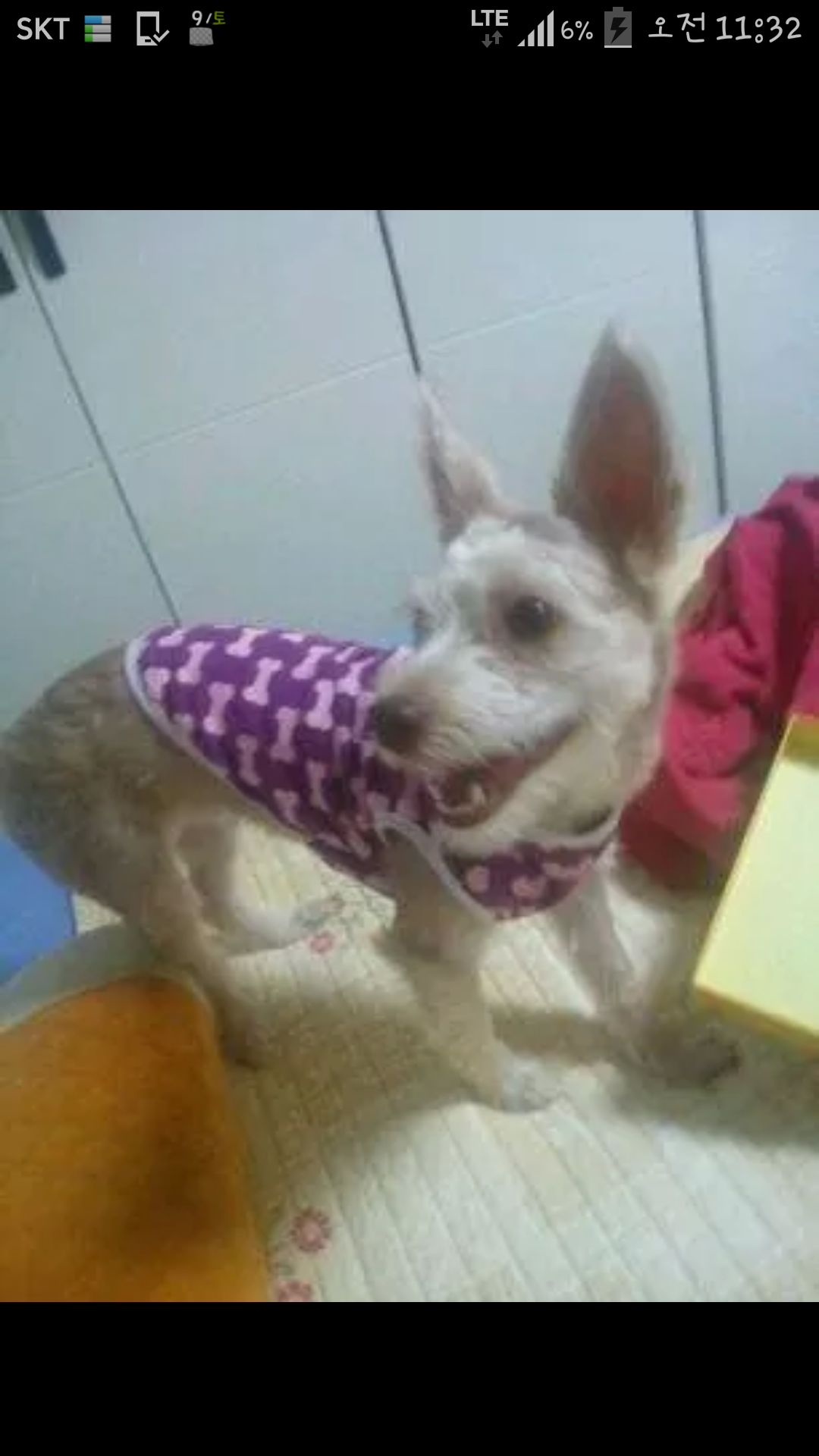 중랑구 면목동 강아지를찾습니다.. - 강아지 찾아요 - 유기견 보호 센터 - 이미지 2