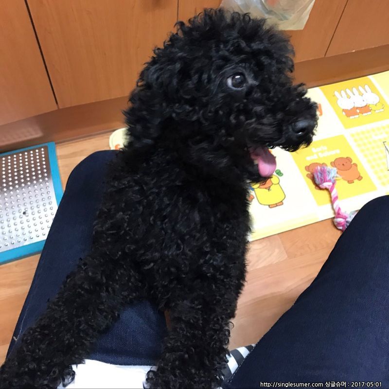 유기견보호센터 강아지보호소 고양이보호소 - 펫찾기 37번째 사진