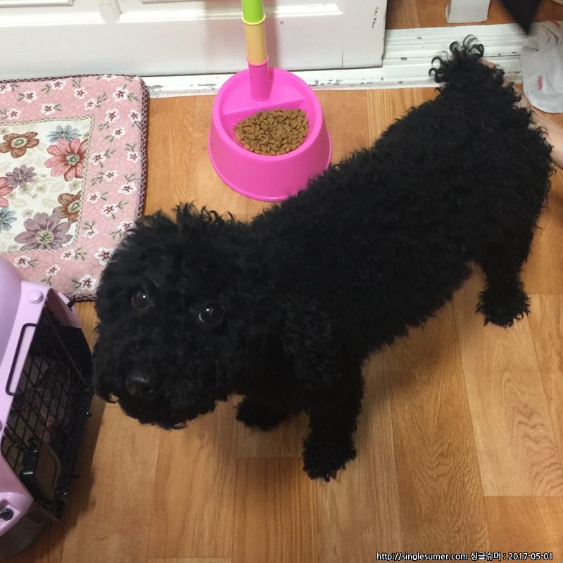 유기견보호센터 강아지보호소 고양이보호소 - 펫찾기 38번째 사진