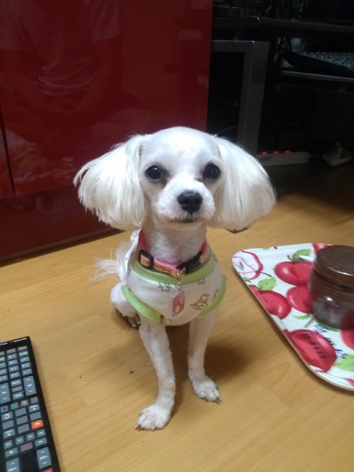 강원도 홍천 내면 에서 잃어버린 말티즈(수컷) 또롱이 찾아요 ㅠㅠ - 강아지 찾아요 - 유기견 보호 센터 - 이미지 1